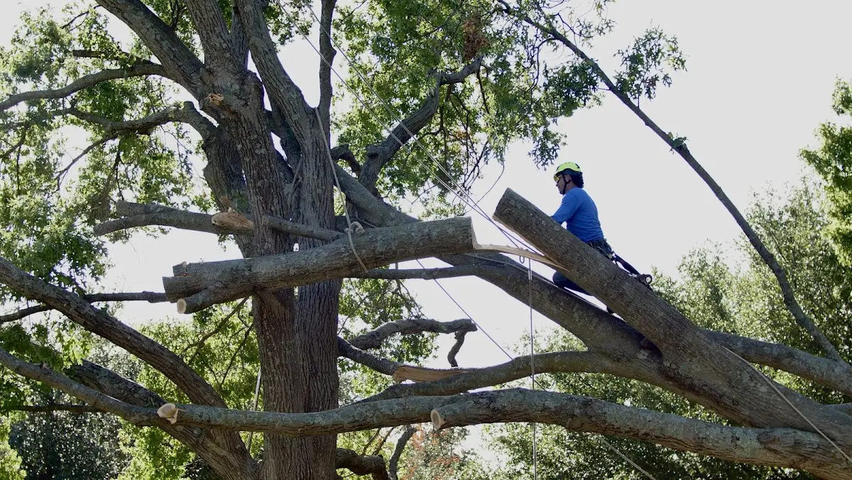 Professional Crown Thinning performed by certified arborists in Sharpsburg