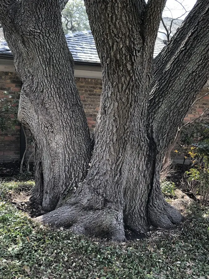 Mature heritage tree close to a Sharpsburg property cared for by certified arborists
